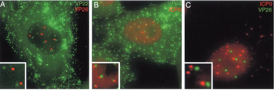 FIG. 7. Relative localizations of tegument protein-containing dots with other infected cell nuclear domains