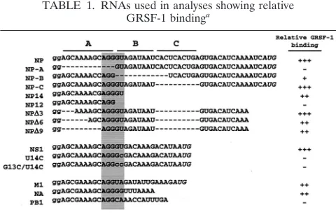 TABLE 1. RNAs used in analyses showing relativeGRSF-1 bindinga