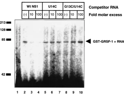 FIG. 6. G13 and U14 in the NS1 5�binding. Wild-type (Wt) GST-GRSF-1 (1.25 UTR are required for GRSF-1 10�11 mol) was incu-
