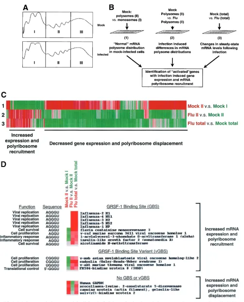 FIG. 7. Polyribosome and microarray analysis of infected cells. Polysome fractionation and microarray experiments were performed in duplicatewith RNAs isolated from mock-infected and infected HeLa cells fractionated on linear 15 to 50% sucrose gradients