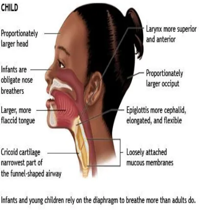 Figure showing the airway anatomy of a child. 