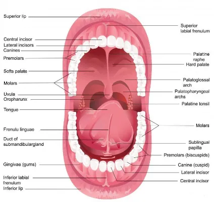 Figure showing Oropharyngeal view 