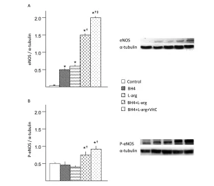 Figure 1.of p-eNOS was increased in rats fed BH4 + rats were fed a standard diet, whereas the four treatment groups consumed diets supple-mented with additives noted in the bar graph