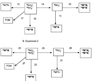 FIG. 2. Possible outcomes of amendment experiments. 1A�aerobic nitriﬁcation of 15NH4� ; 1B�heterotrophic denitriﬁcation with 14NO�3 and/or 15NO3� ;1C�OLAND with 15NH�4 or partial nitrate reduction to nitrite followed by anammox with 15NH4� ; 1D�same as 1C 