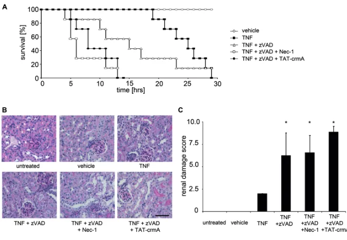 Figure 3. Blocking necroptosis accelerates death and worsens organ damage afterthan TNFScale bar, 20 crmA-treated mice died significantly earlier compared with TNFTNFα/zVAD-mediated hyperacute shock
