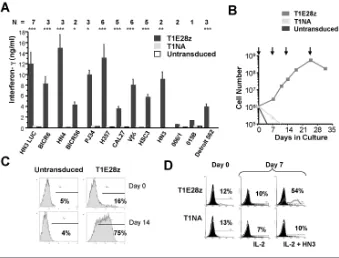 Figure 5. T1E28z engineered T cells are activated by human head and neck cancer cells.