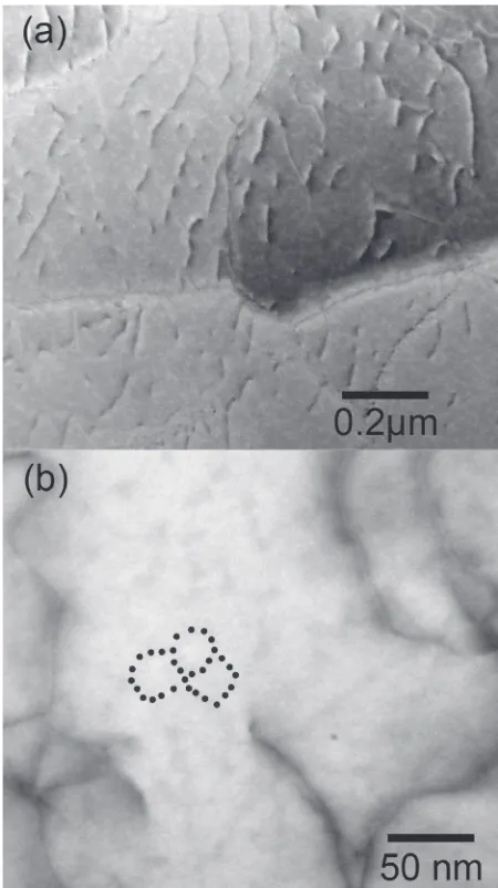 Fig. 4TEM images for the sample subjected to 5 ECAP passes. (a) A highdislocation density observed in HAADF mode and (b) subgrains contrastobserved in BF mode.