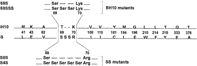 FIG. 1. Amino acid sequence differences between RTs from wild-type (BH10) and clinical (SS) HIV-1 mutants