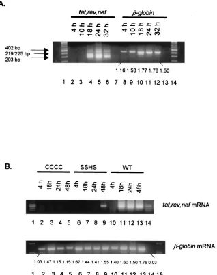 FIG. 2. (A) Expression of HIV-1 tat, rev,bp),mRNAs in H9 cells acutely infected with HIV-1 NC mutants CCCC and SSHS
