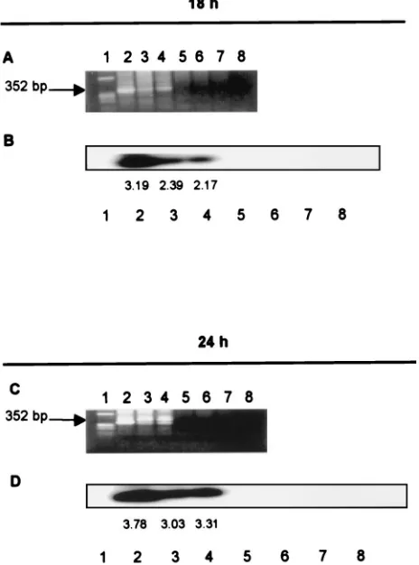 FIG. 4. Mutant HIV-1 proviruses are integrated into the cellulargenome at 18 h postinfection