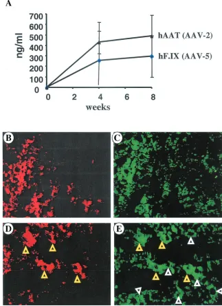 FIG. 4. (A) Levels in plasma of hF.IX (diamonds) and hAAT (triangles) as a function of time after injection of a mix of AAV5-EF1�rabbit anti-hAATEF1both vectors; white triangles indicate hepatocytes transduced with AAV-5 only