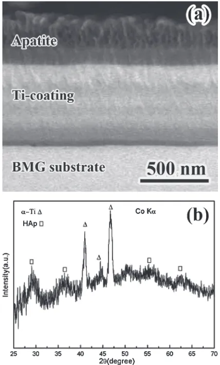 Fig. 11SEM cross-section morphology (a) and the surface XRD pattern(b) of alkali-treated Ti-coated Ti40Zr10Cu36Pd14 BMG immersed in Hanks’solution for 15 days.