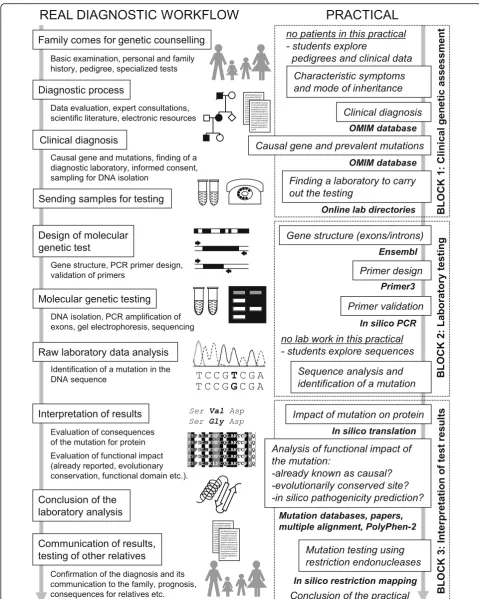 Fig. 1 Overview of the real workflow of molecular genetic diagnostics and how the individual steps are reflected in the teaching application