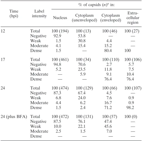 TABLE 4. Time course quantitative TIEM analysis of US9immunolabeling on intranuclear, cytoplasmic, and extracellular