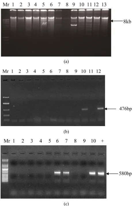 Figure 2. Gel picture showing performance of two BSV degenerate primer pairs. Five BSV-symptomatic samples 