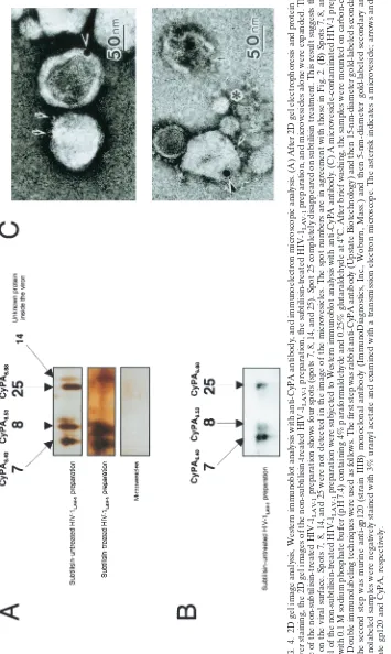 FIG. 4. 2D gel image analysis, Western immunoblot analysis with anti-CyPA antibody, and immunoelectron microscopic analysis