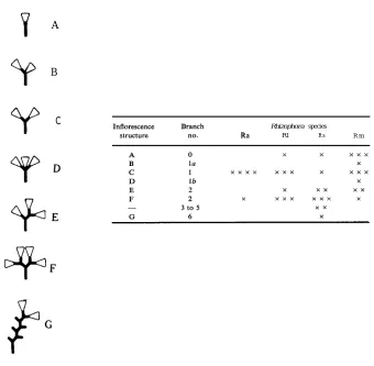 Fig. 4. Figure of inflorescence branch structure and occurrence for each Rhizophora species(occurrence: near total, x x x x ; to infrequent, x)