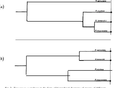 Fig. 2. relative order of similarity of the fusion of the groups in the analyses. The two analysesconcentrate on different component groups: (Two MULCLAS analyses in the form of hierarchical diagrams of groups of differentpopulations of Rhizophora species