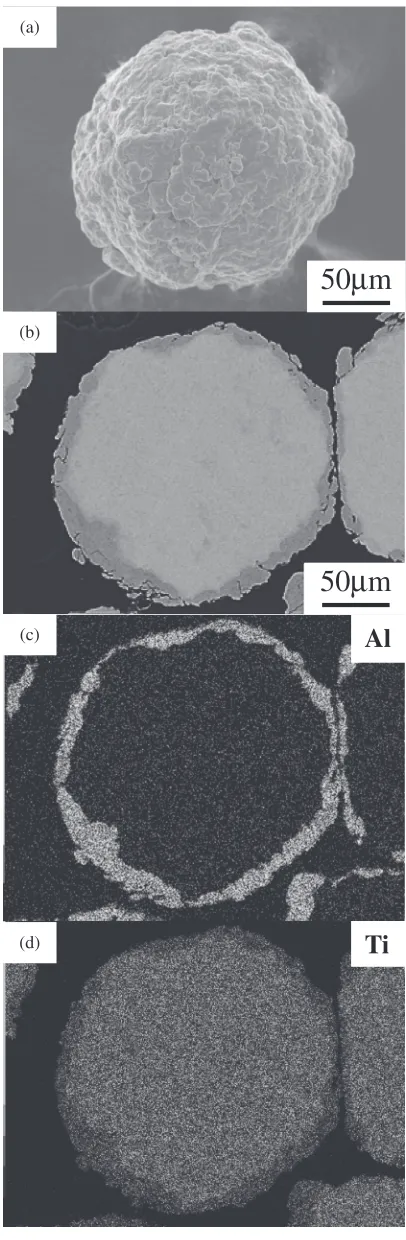 Fig. 2SEM micrographs of the composite MM powder with Ti­48Al(20.0 mass%). (a) and (b) are the appearance and the cross sectionalimage, respectively