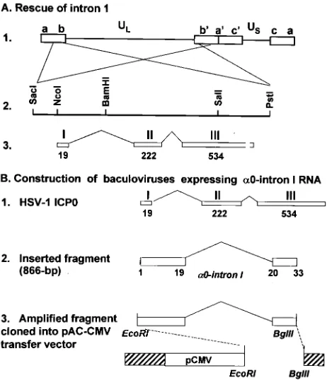 FIG. 1. Schematic diagrams of the construction of recombinantvirus in which the intron 1 sequences were restored and baculoviruses