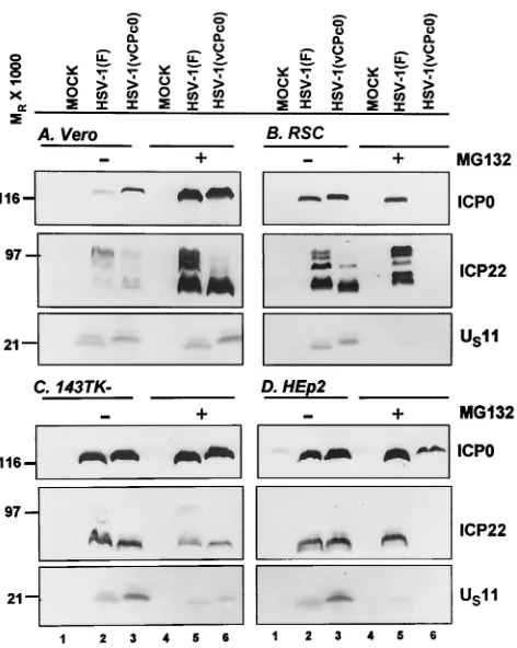 Fig. 11A. Brieﬂy, replicate cultures of rabbit skin cells were