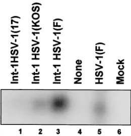 FIG. 11. Effect of expression of �modiﬁed Eagle’s medium supplemented with 5% newborn calf seruminfected (exposed to insect cell medium [lanes 3 and 10]) or infectedwith baculoviruses expressing thestrains F, KOS, or 17 at MOIs of 40, 25, or 10, respective