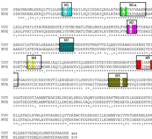 Figure 1Encephalitis virus helicase template (RCSB entry: 2V80)The sequence alignment between the Usutu virus helicase sequence and the corresponding sequence of the Murray Valley The sequence alignment between the Usutu virus helicase sequence and the cor