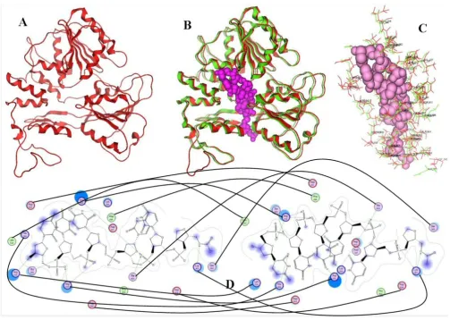 Figure 2A: Ribbon representation of the produced Usutu virus helicase modelposed with its Murray Valley Encephalitis virus helicase template (RCSB entry: 2V80)