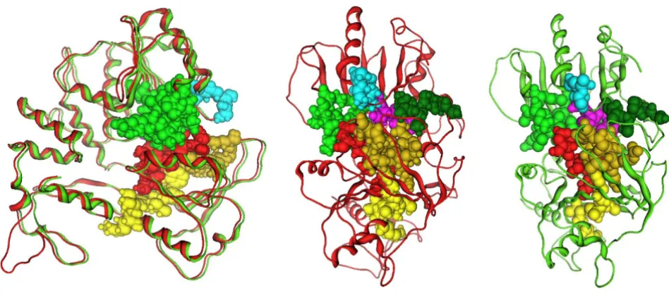 Figure 3Usutu virus helicase model (colored in Red)The conserved motifs of the Murray Valley Encephalitis virus helicase (in green color) next to the corresponding motifs on the The conserved motifs of the Murray Valley Encephalitis virus helicase (in gree
