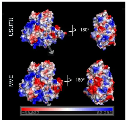 Figure 6(X-ray structure: 2V80)Electrostatic surfaces potential for the Usutu virus helicase model and the Murray Valley Encephalitis virus helicase template Electrostatic surfaces potential for the Usutu virus helicase model and the Murray Valley Encephal