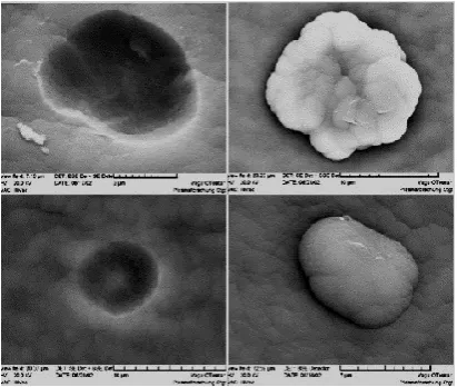 Fig. 2: Typical barrier layer defects pin holes and attached particles [3] 