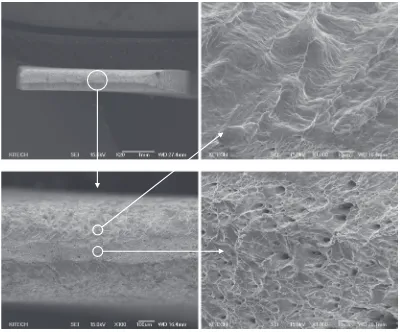 Fig. 3SEM (Scanning electron microscope) photographs showing fracture morphologies after tensile test.