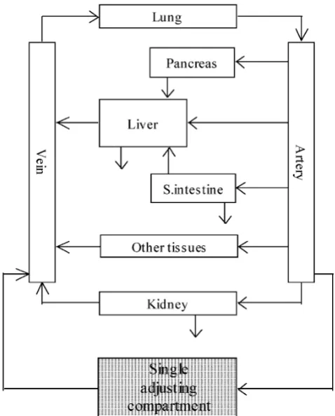 Figure 1Concept of the SAC-WBPBPK modelConcept of the SAC-WBPBPK model. The compart-ment "other organs" contained brain, muscle, adipose tissue and bone