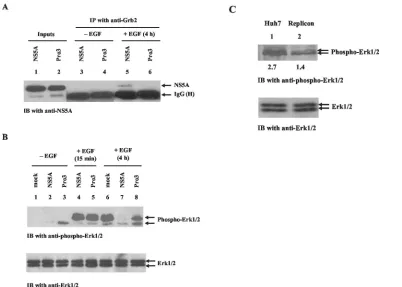 FIG. 1. The C-terminal proline-rich, SH3 domain-binding motif of NS5A is required for NS5A-Grb2 interaction and inhibition of ERK1/2MAPK activation
