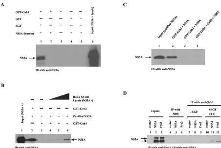 FIG. 3. The NS5A-Gab1 association is indirect and independent of NS5A-Grb2 interaction