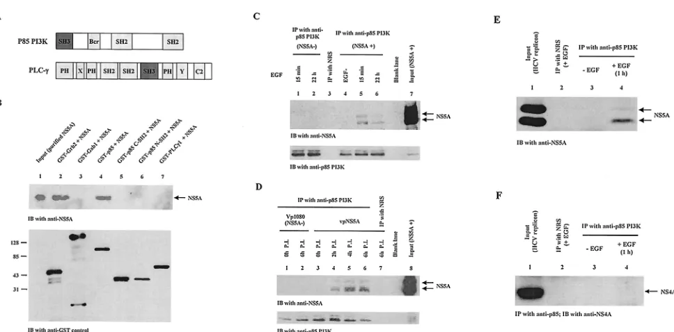 FIG. 4. NS5A interacts with the p85 subunit of PI3K. (A) Organization of the functional domains of p85 PI3K and PLC-�NS5A protein puriﬁed from insect cells was used for GST pulldown assays with GST-Grb2 (lane 2), GST-Gab1 (lane 3), GST-p85 PI3K (lane 4),GS