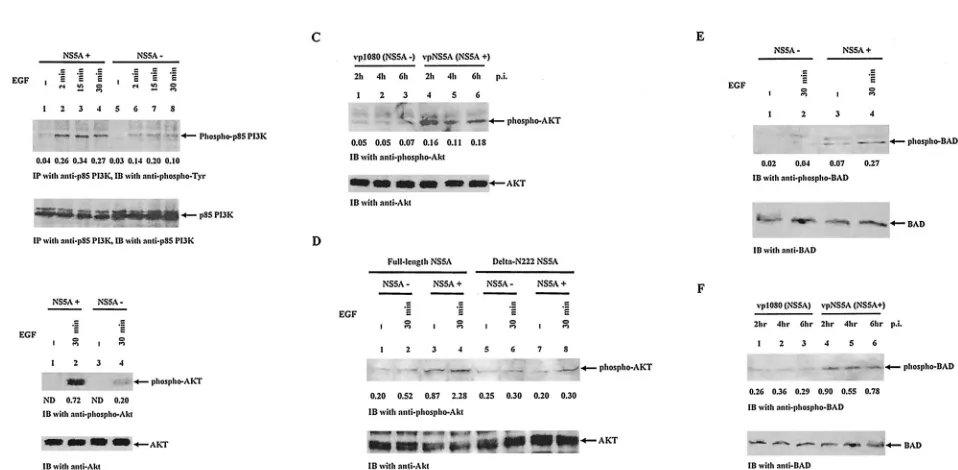 FIG. 6. NS5A enhances activation of the PI3K-AKT pathway and modulates the downstream apoptosis pathway