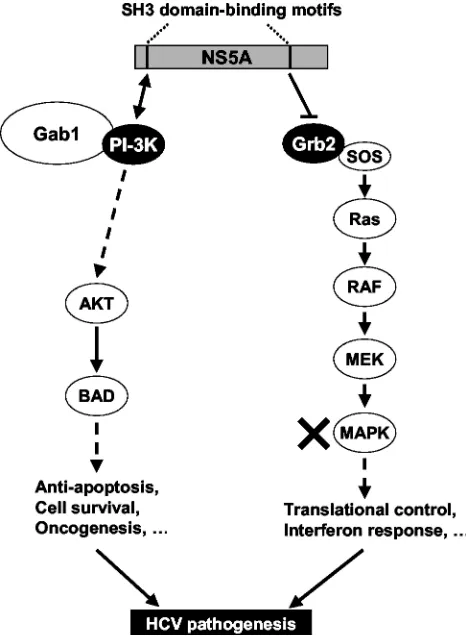 FIG. 7. Model of the modulation of cellular signaling pathways byNS5A. NS5A, through its C-terminal proline-rich SH3-binding motif,