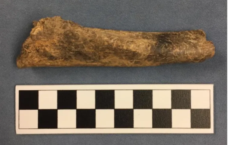 Figure 24: Bone Fragment 