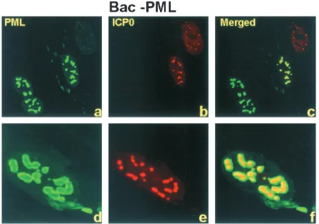 FIG. 4. ICP0 colocalizes, but does not overlap, with PML. pHF ﬁbroblast slide cultures were infected with Bac-PML and HSV-1(F) at 3 h afterHSV-1 infection and were treated as indicated in the legend for Fig