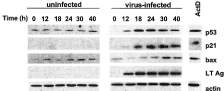 FIG. 2. Induction of p21 is p53 dependent. Early-passage p53�and p53polyomavirus at an MOI of 5 to 10 and were incubated for 24 h.Approximately 75% of the cells were T Ag positive