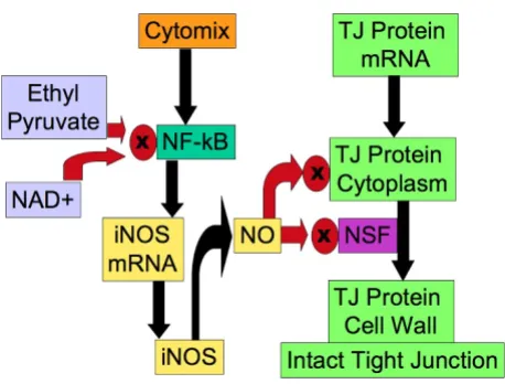 Figure 3the basic science references [24, 26, 27]on Gut Epithelial environment state variables within the EBABM