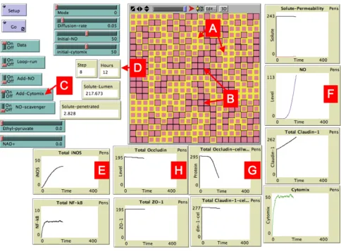 Figure 4Screen shot of the Graphical User Interface of the EBABMtom and right. In the Graphical Output Caco-2 agents are seen as pink squares, those with intact Tight Junctions bordered in yellow (Letter A), those with failed Tight Junctions bordered in bl