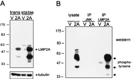 FIG. 1. Characterization of LMP2A-expressing epithelial cells.(A) Demonstration of the expression of LMP2A in transient and stable