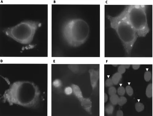 FIG. 7. Immunoﬂuorescence of Myc-tagged caveolins in 293T cells. (A) Wild type (Cav-11-178most Cav-1135percentage has nuclear localization, was selected to show representative examples of the remaining cells in which the protein is also seen in the); (B) C