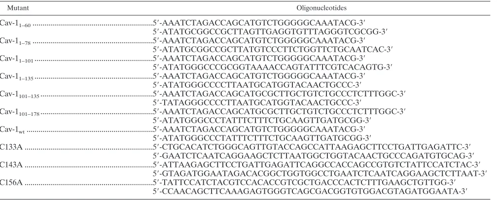 TABLE 1. Oligonucleotides used for mutagenesis of Cav-1