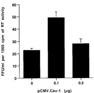 FIG. 3. Virions budded from cells coexpressing Cav-1 are not de-fective. The infectious titer of HIV-1 produced by cells cotransfected