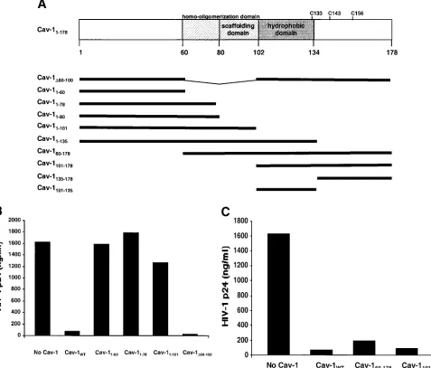 FIG. 6. Mapping the Cav-1 effect by deletion mutagenesis. Shown are the structures of deletion mutants and effects of amino-terminal andhydrophobic domain deletions