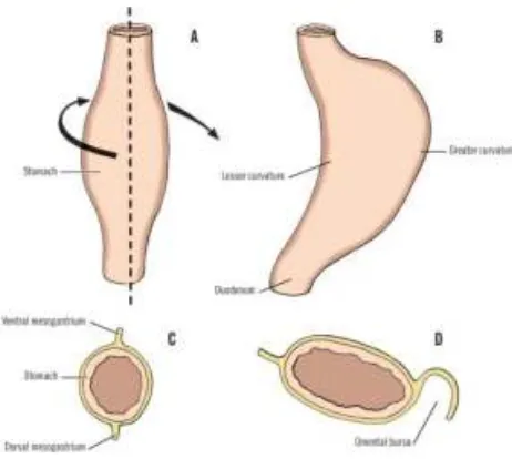 Figure 1. Embryological development of  stomach 