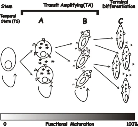 Figure 3Architecture and developmental programmingArchitecture and developmental programming